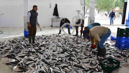 Muğla’dan 10 Ayda 618 Milyon Dolarlık Balık İhracatı Başarısı