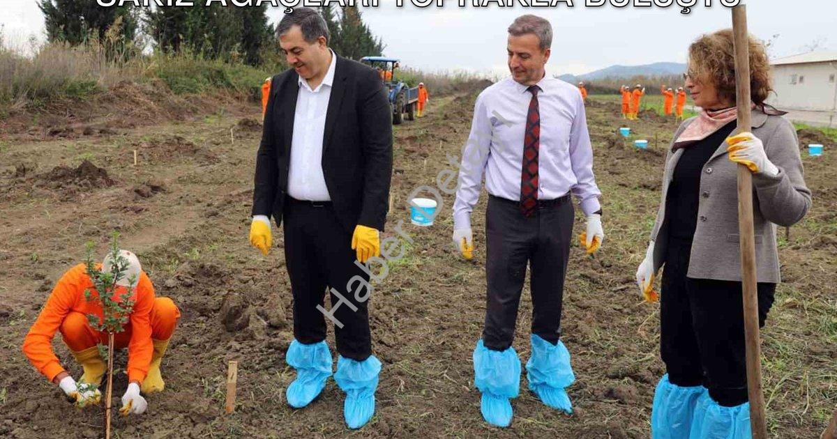 "Dalaman Açık Cezaevi'nde Üretim Hamlesi: Sakız Ağaçları Toprakla Buluştu" başlıklı haber için fotor