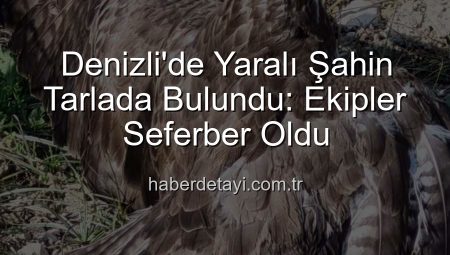 Denizli’de Yaralı Şahin Tarlada Bulundu: Ekipler Seferber Oldu