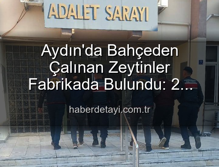 çalıntı zeytin - Aydın'da Bahçeden Çalınan Zeytinler Fabrikada Bulundu: 2 Şüpheli Yakalandı