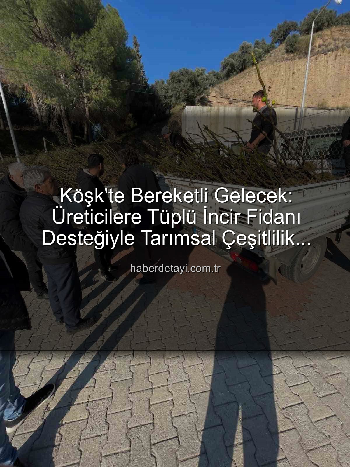 tüplü incir fidanı - Köşk'te Bereketli Gelecek: Üreticilere Tüplü İncir Fidanı Desteğiyle Tarımsal Çeşitlilik Artıyor