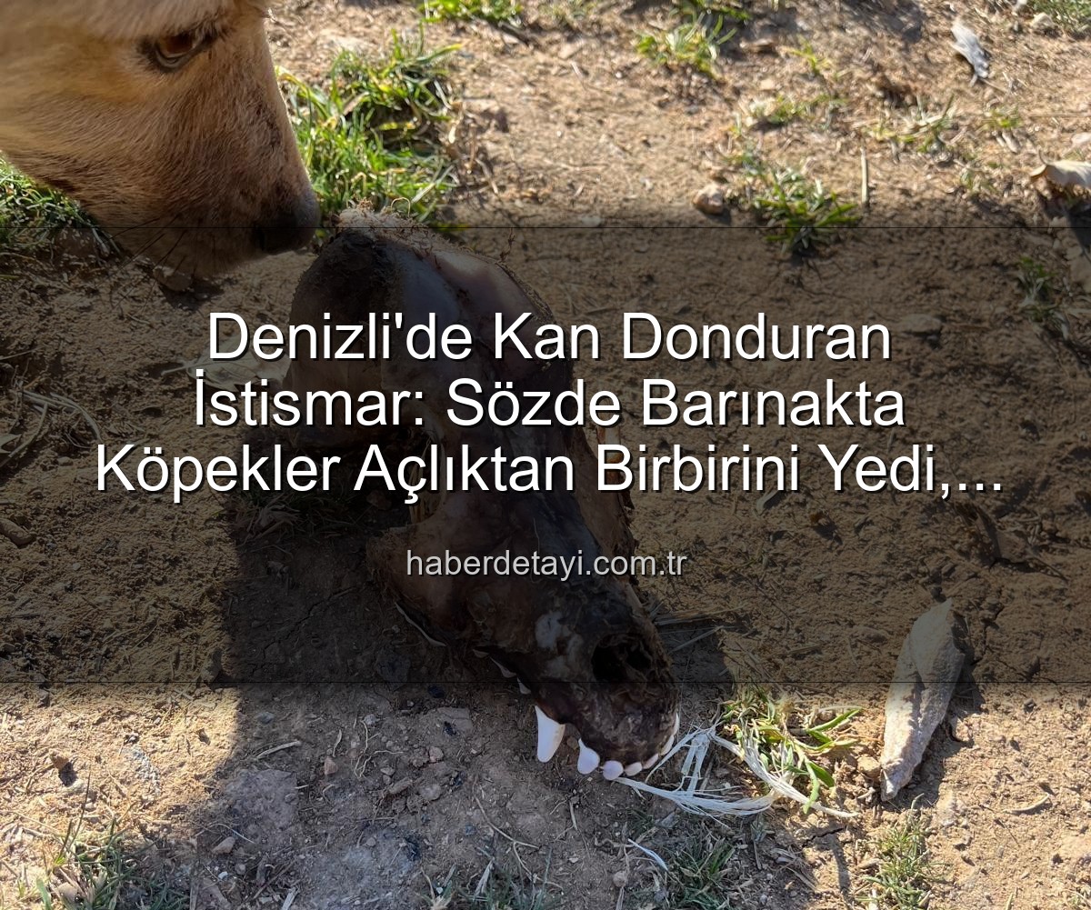 Denizli'de Kan Donduran İstismar: Sözde Barınakta Köpekler Açlıktan Birbirini Yedi, Yurt Dışından Bağış Sildenafil