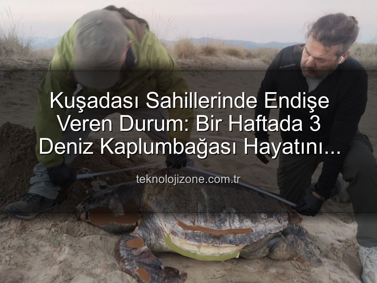 deniz kaplumbağası ölümleri - Kuşadası Sahillerinde Endişe Veren Manzara: Bir Haftada 3 Deniz Kaplumbağası Ölü Bulundu