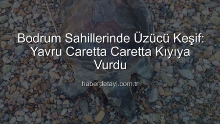 Bodrum Sahillerinde Üzücü Keşif: Yavru Caretta Caretta Kıyıya Vurdu