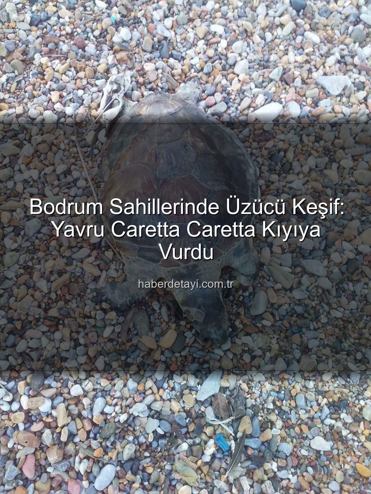 yavru caretta caretta - Bodrum Sahillerinde Üzücü Keşif: Yavru Caretta Caretta Kıyıya Vurdu