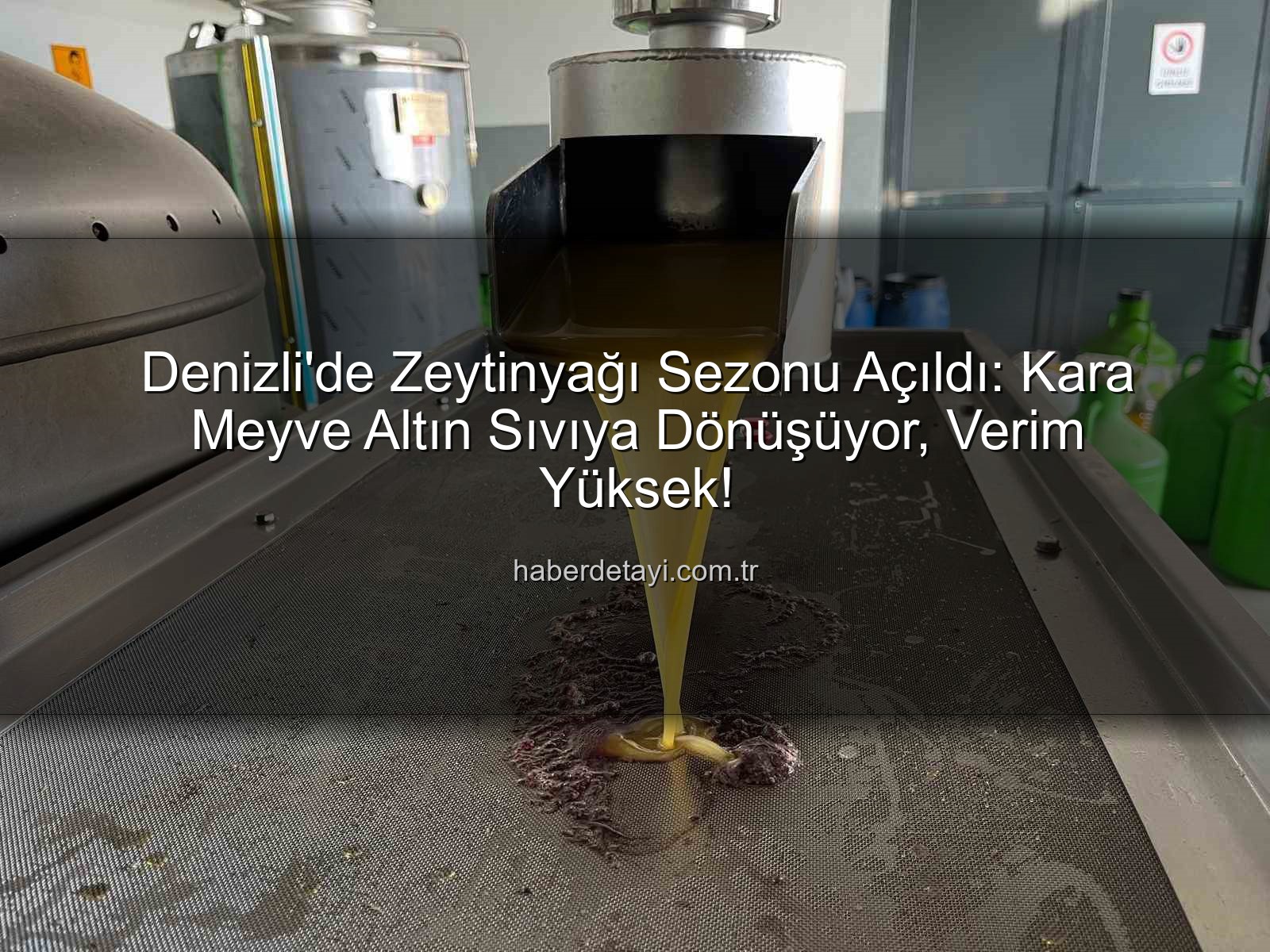 Denizli'de Zeytinyağı Sezonu Açıldı: Kara Meyve Altın Sıvıya Dönüşüyor, Verim Yüksek!