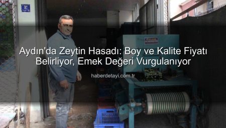 Aydın’da Zeytin Hasadı: Boy ve Kalite Fiyatı Belirliyor, Emek Değeri Vurgulanıyor