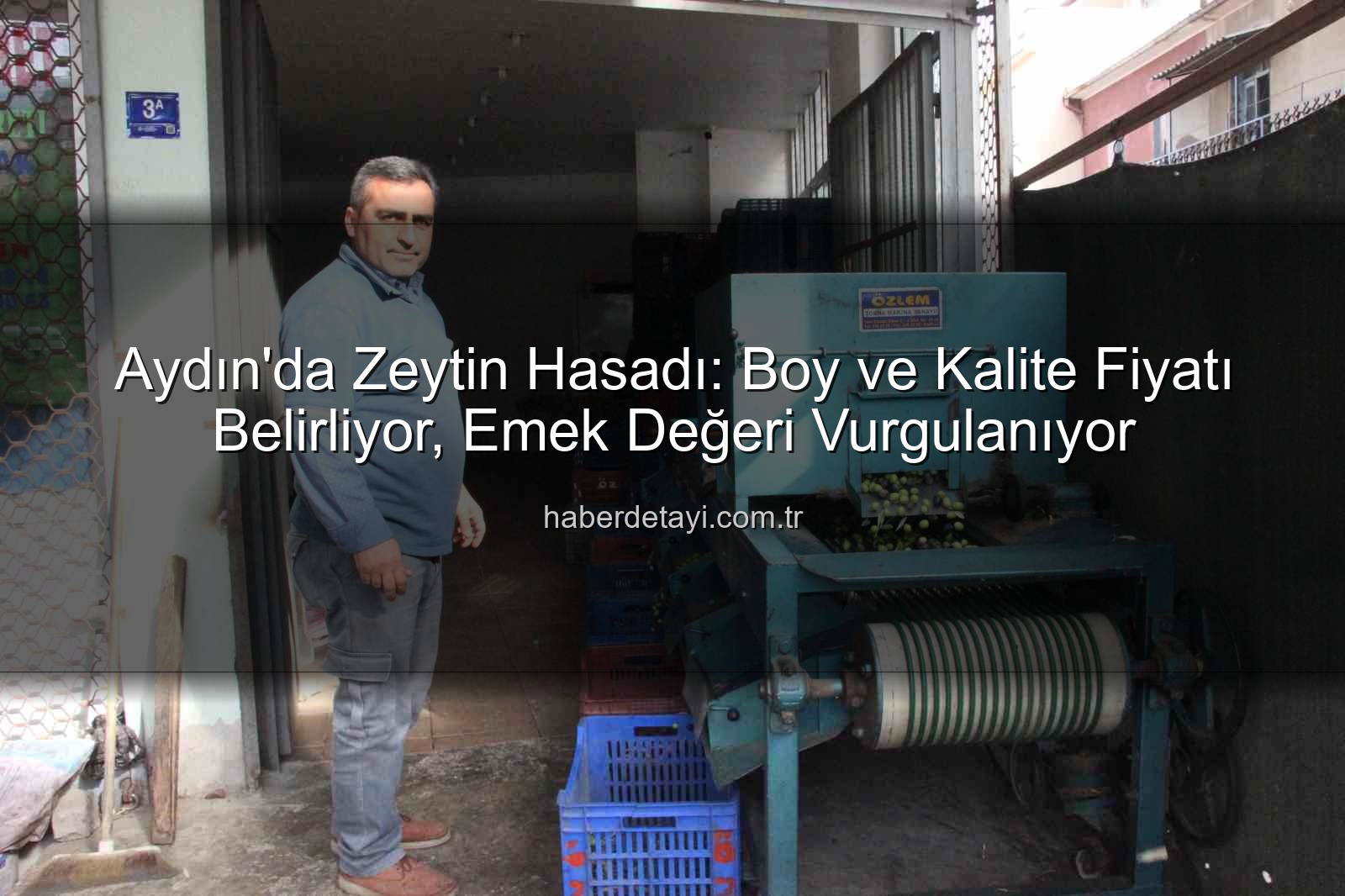Aydın zeytin hasadı - Aydın'da Zeytin Hasadı: Boy ve Kalite Fiyatı Belirliyor, Emek Değeri Vurgulanıyor