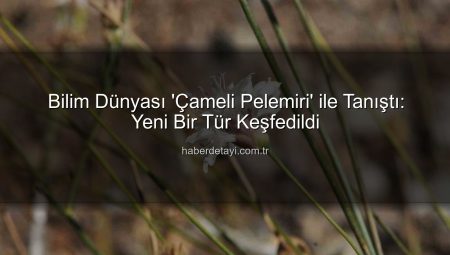 Bilim Dünyası ‘Çameli Pelemiri’ ile Tanıştı: Yeni Bir Tür Keşfedildi