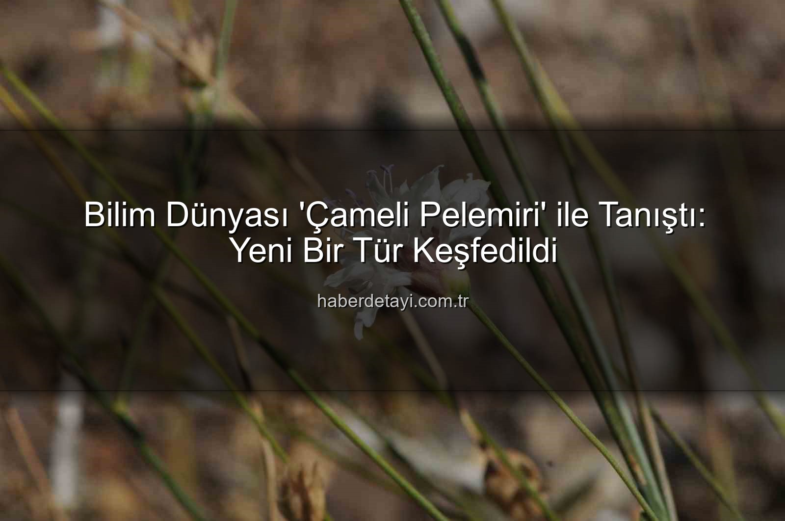 Çameli pelemiri - Bilim Dünyası 'Çameli Pelemiri' ile Tanıştı: Yeni Bir Tür Keşfedildi