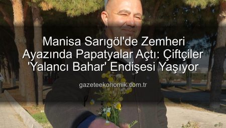 Manisa Sarıgöl’de Zemheri Ayazında Papatyalar Açtı: Çiftçiler ‘Yalancı Bahar’ Endişesi Yaşıyor