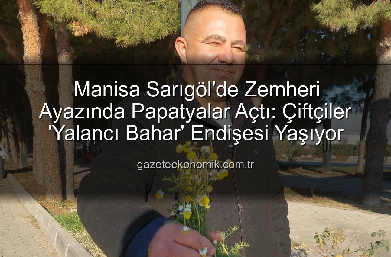 Sarıgöl papatyalar - Manisa Sarıgöl'de Zemheri Ayazında Papatyalar Açtı: Çiftçiler 'Yalancı Bahar' Endişesi Yaşıyor