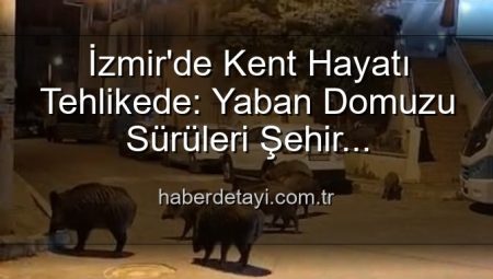 İzmir’de Kent Hayatı Tehlikede: Yaban Domuzu Sürüleri Şehir Merkezinde!