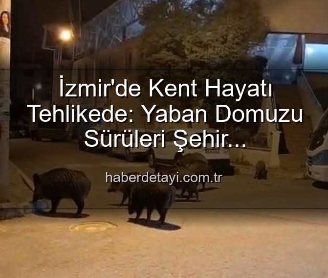 yaban domuzu - İzmir'de Kent Hayatı Tehlikede: Yaban Domuzu Sürüleri Şehir Merkezinde!
